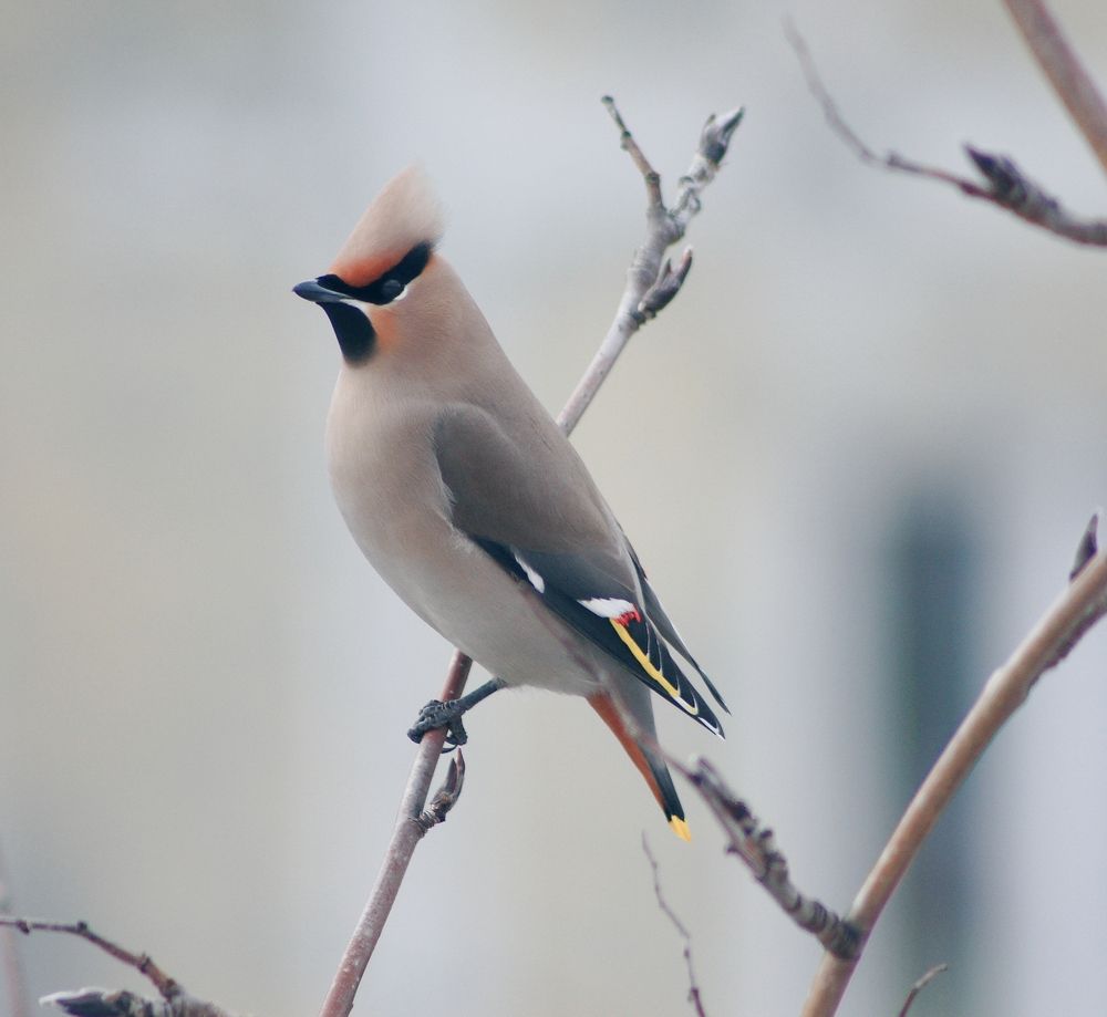 Весна стучит в мои окна.. Свиристель..