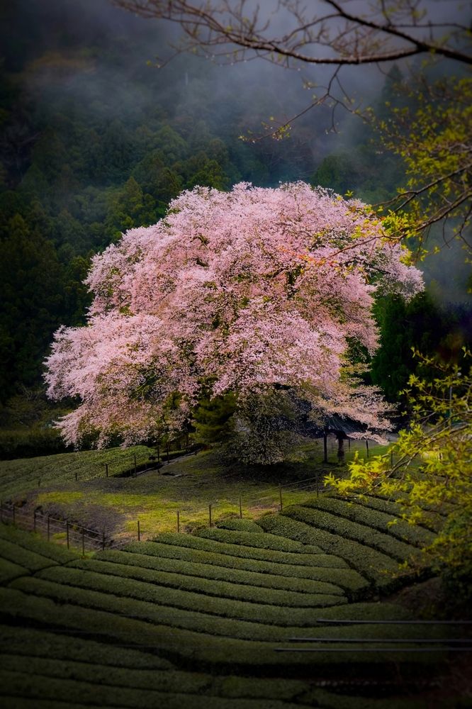 Photograph by Henri Fitriadi