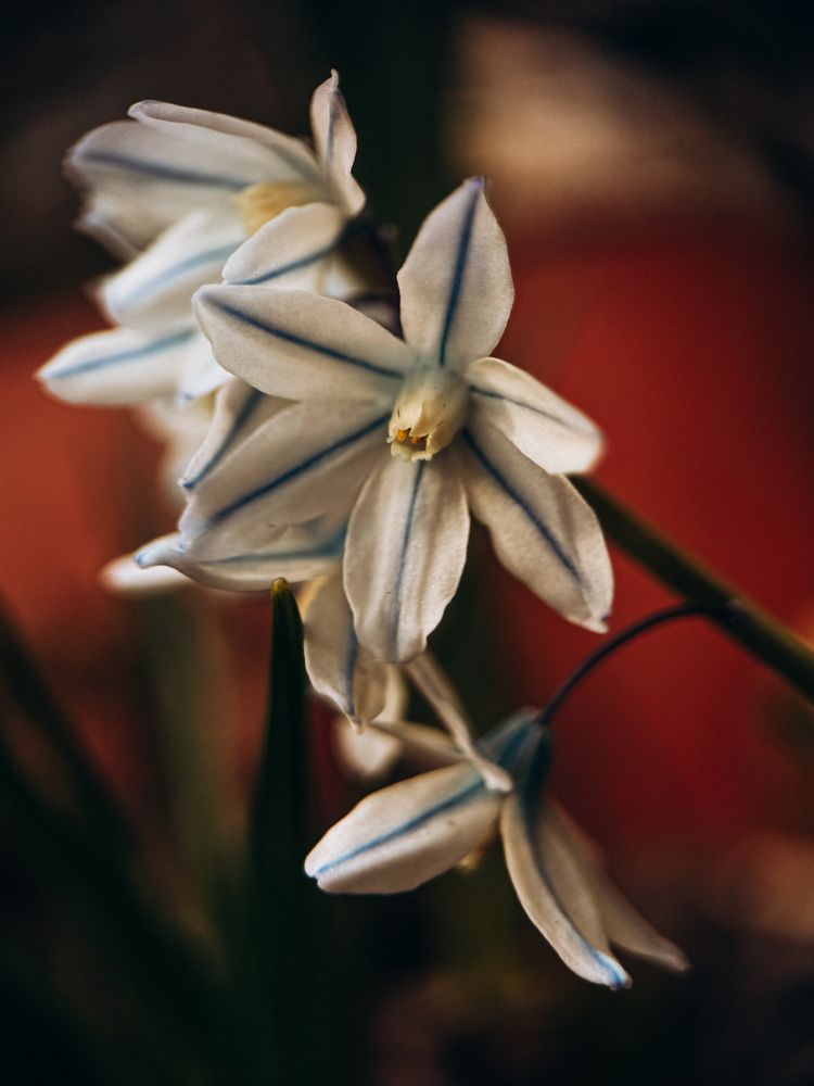 Photograph by Алиса Нежинская
