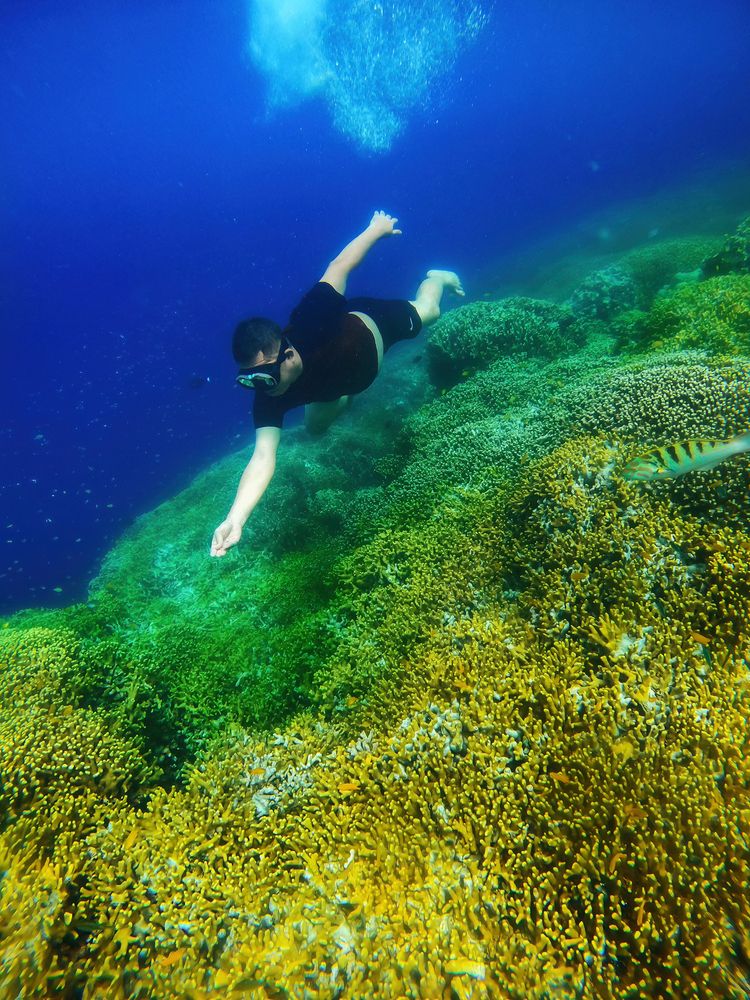A tourist dives at the bottom of a coral reef to feed fish