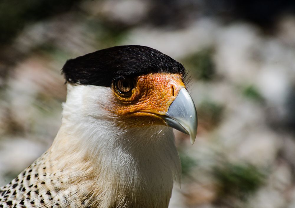 Caracara