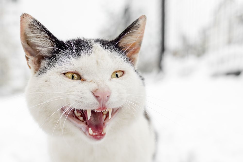 Photograph by Aleksandr Solovev