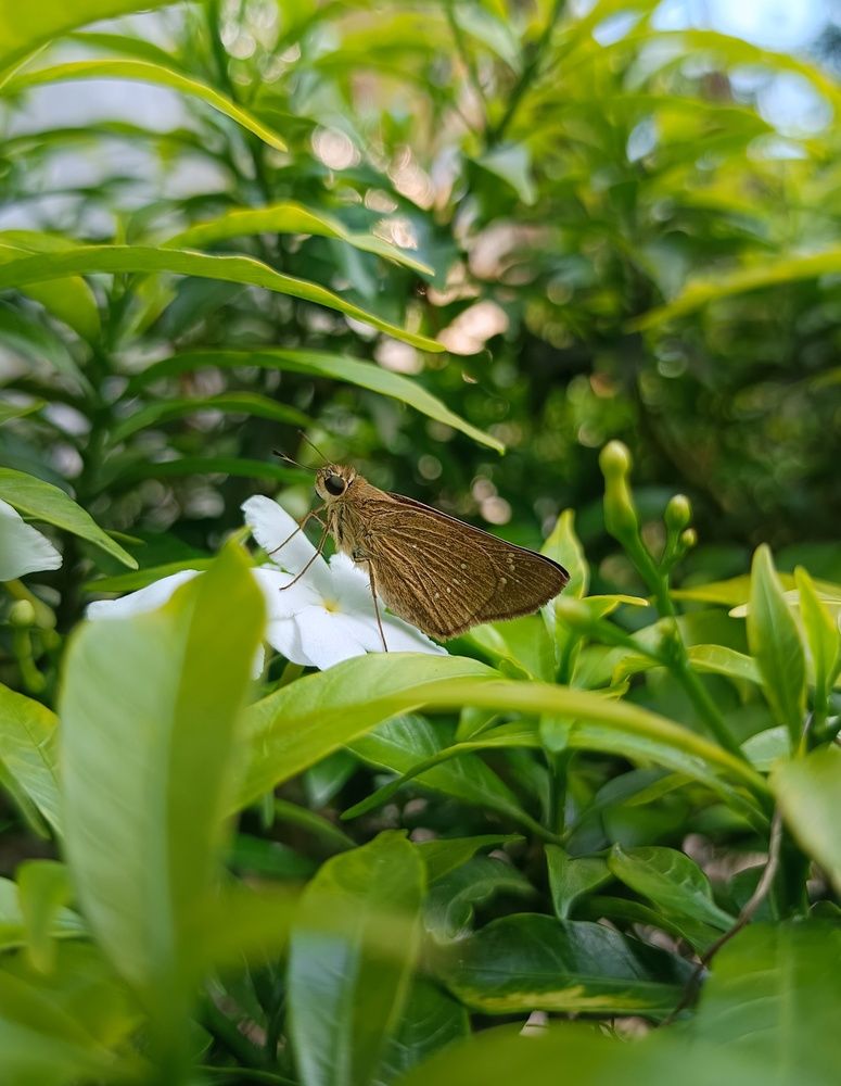 Photograph by Amin Ullah Nayem