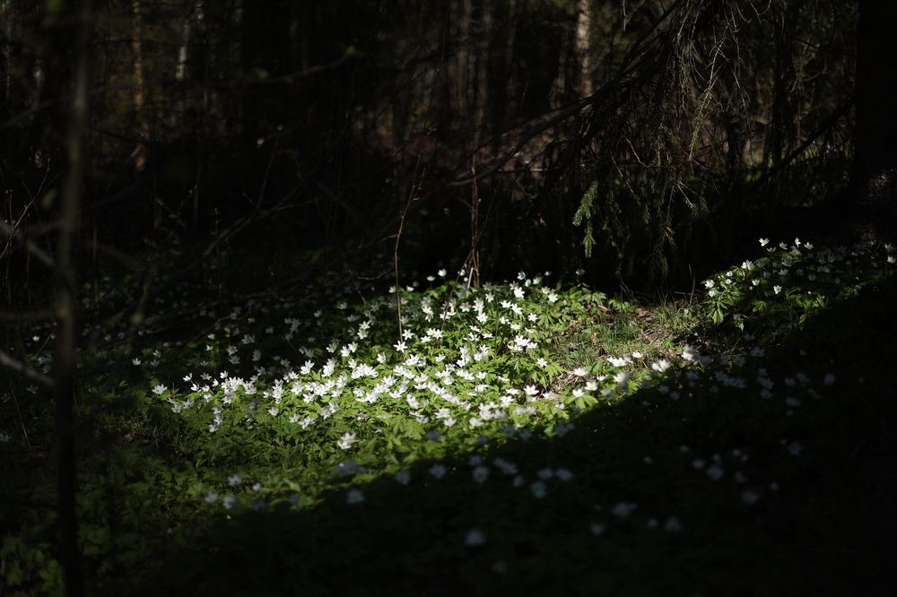 Фотография автора Anastasia