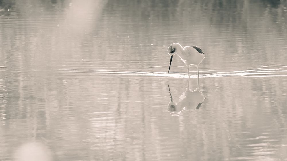 Photograph by Kirtesh Mahant