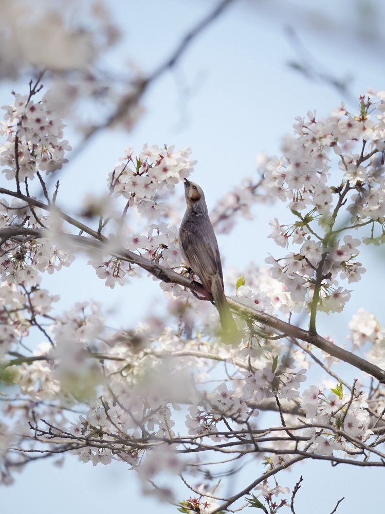 Фотография автора Henri Fitriadi