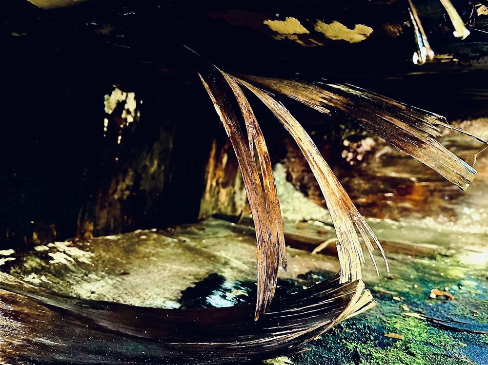 парусник ( рыбак )