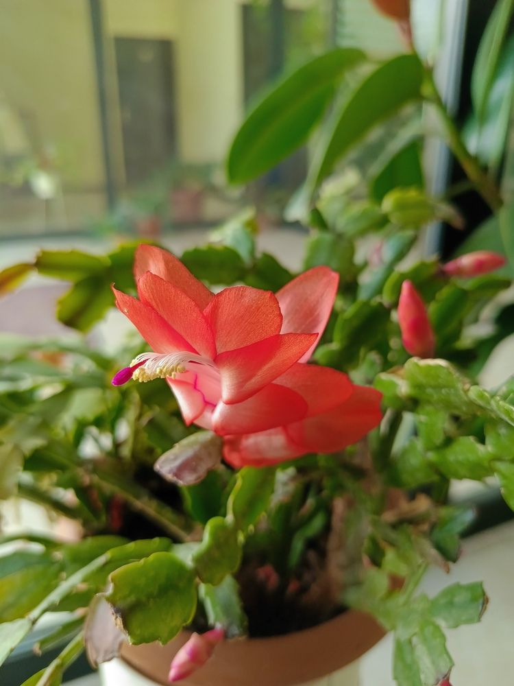 Зигокактус (лат.Schlumbergera)