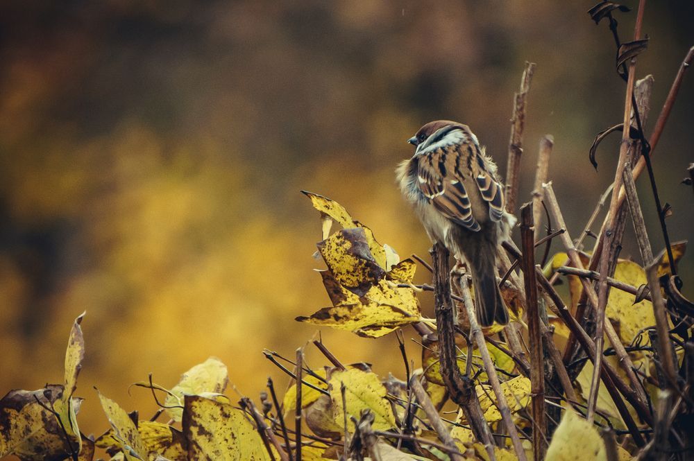 Фотография автора Максим Светличный