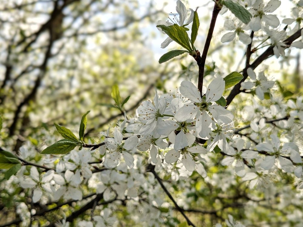 Photograph by Екатерина Чижевская