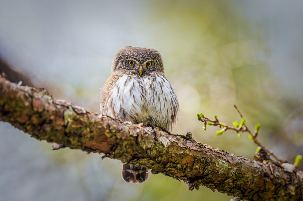 Photograph by Marco Rondi