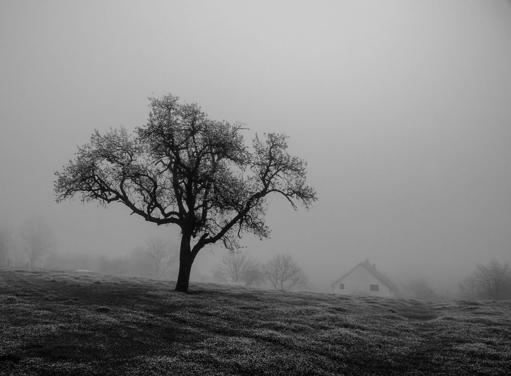 Photograph by 
