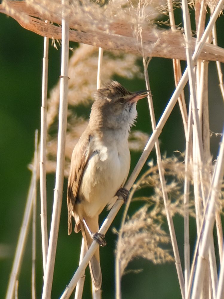Photograph by Ирина Дегтярева