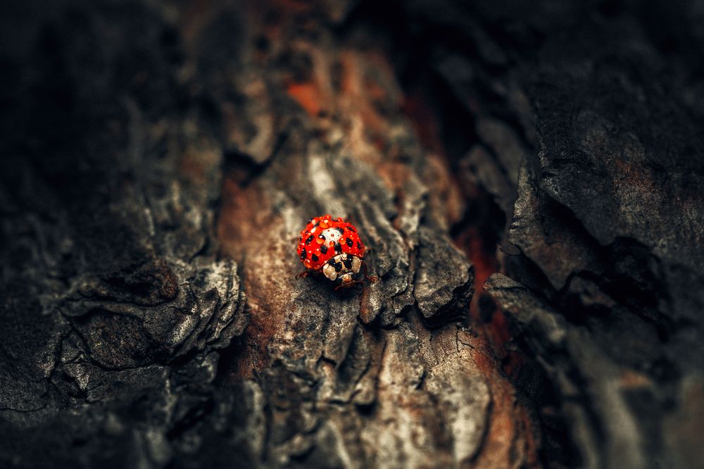 Photograph by Роман Янко