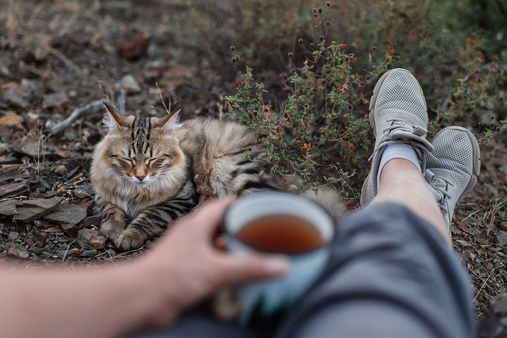 Чайный момент под мурлыканье