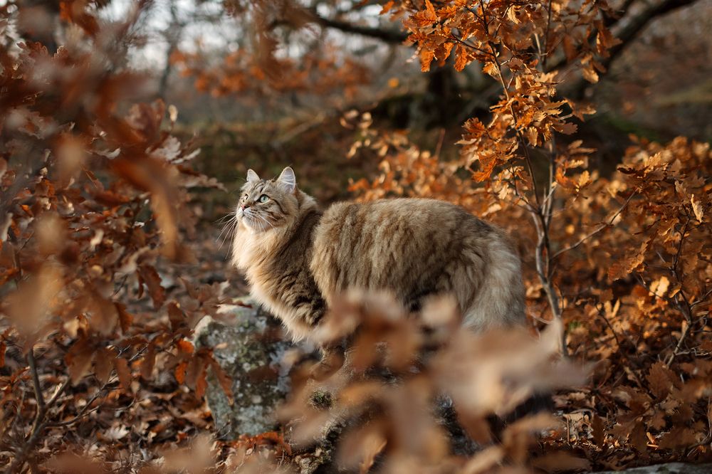 Пушистый акцент золотой поры