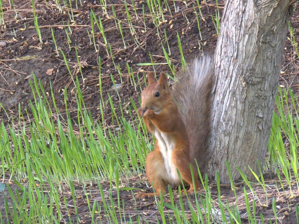 Фотография автора Елена Соловьева