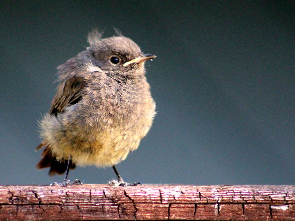 Photograph by Алексей Макаров