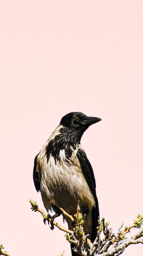 Photograph by mohamed mokhles