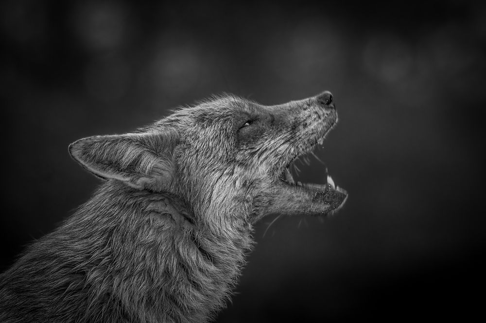 Primal Call