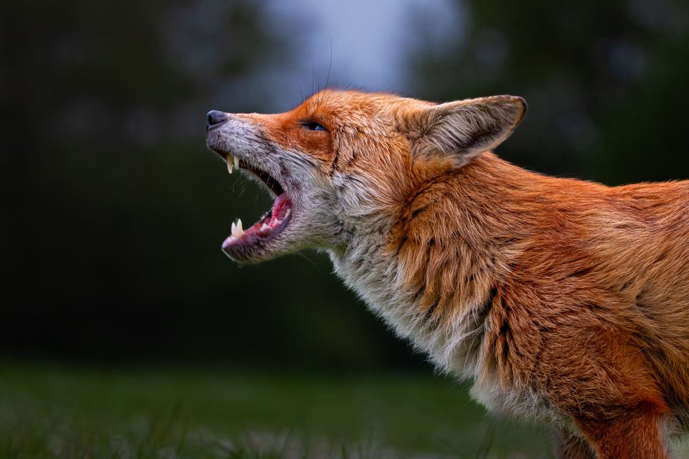 Echo of the Wild
