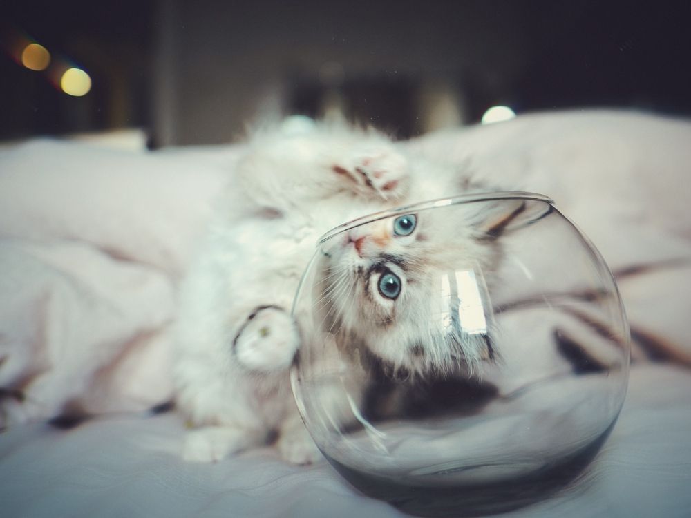 Фотография автора Евгения Никишина