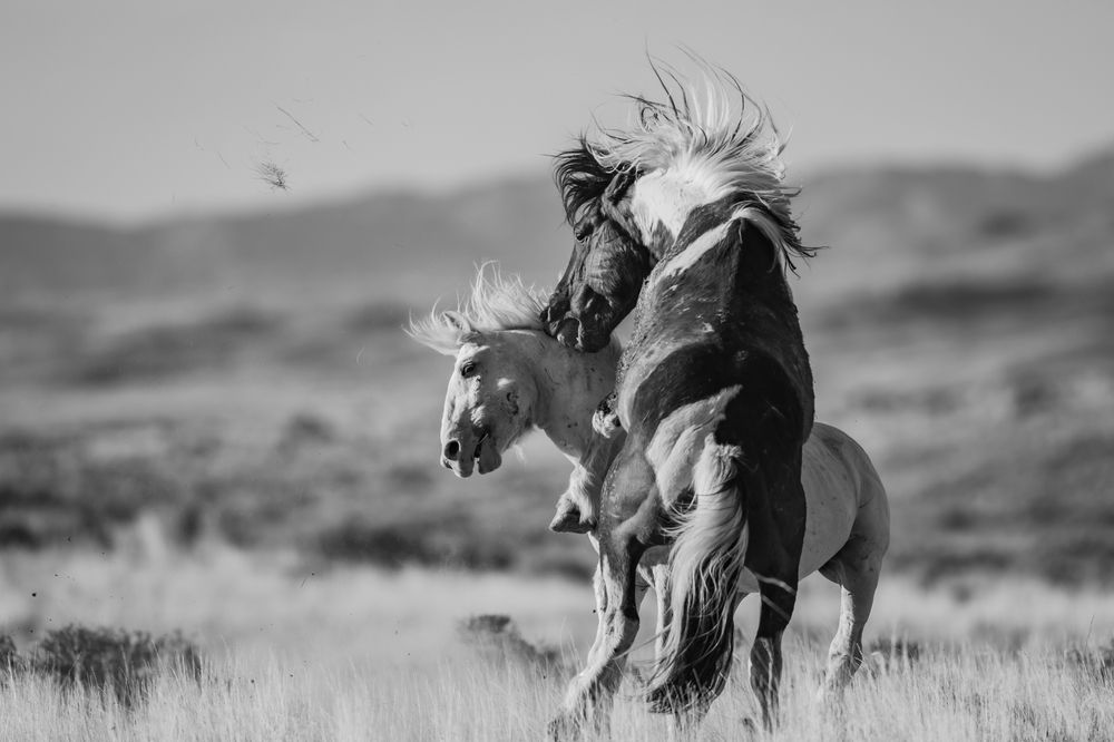 Photograph by Tony Douzenis