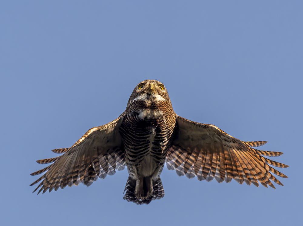 JUNGLE OWLET IN FLIGHT