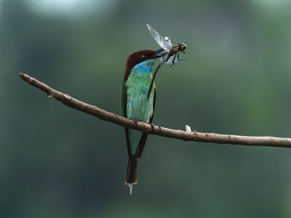 Blue-tailed Bee-eater with catch