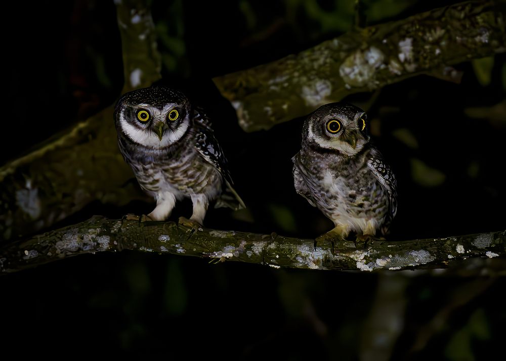 Spotted Owlets