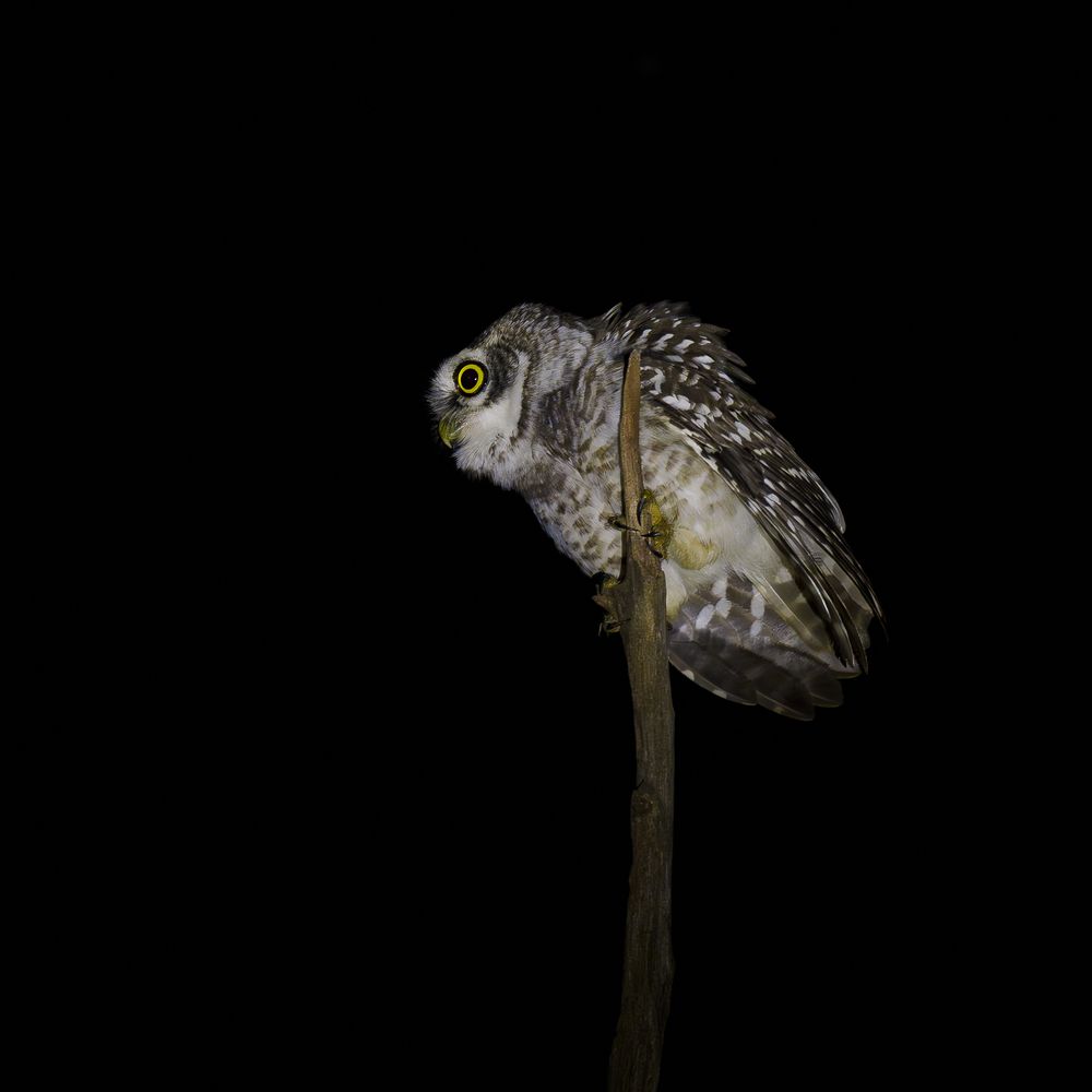Spotted Owlet