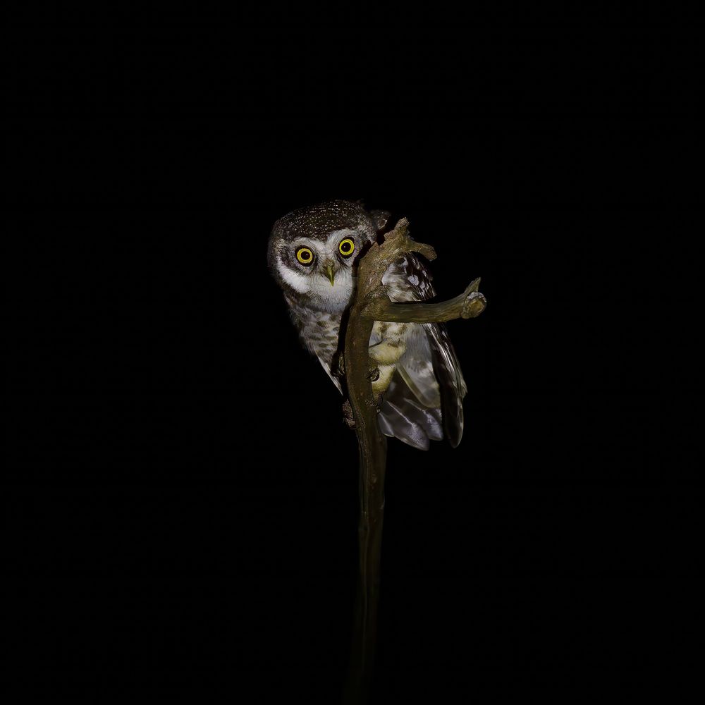 Spotted Owlet