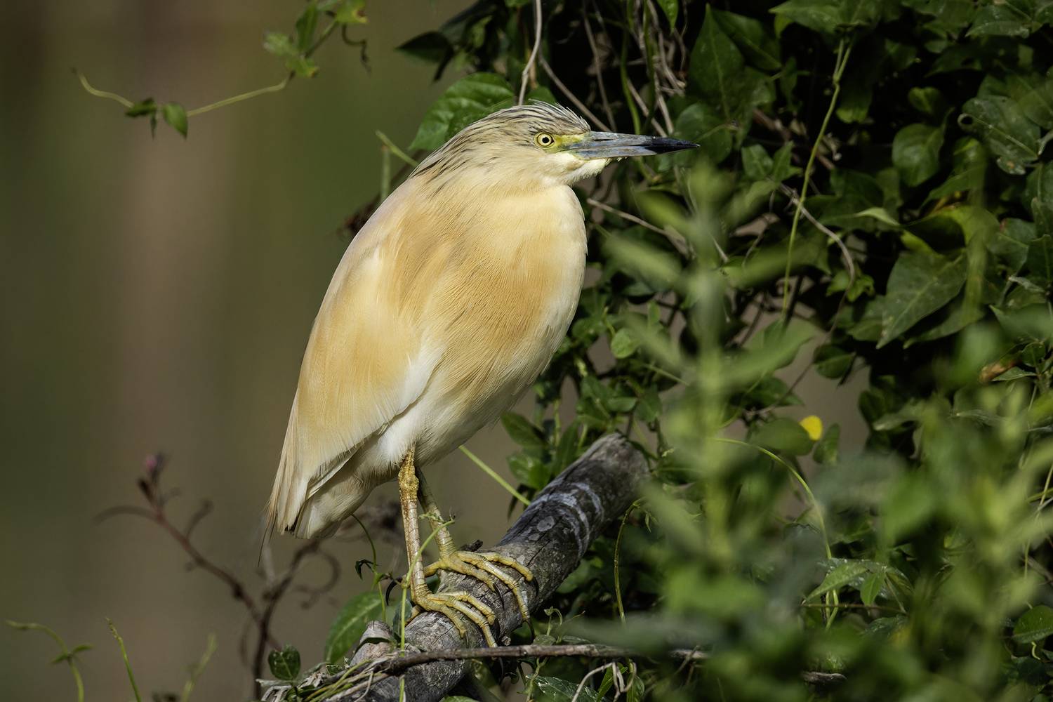 Фотография #12174030