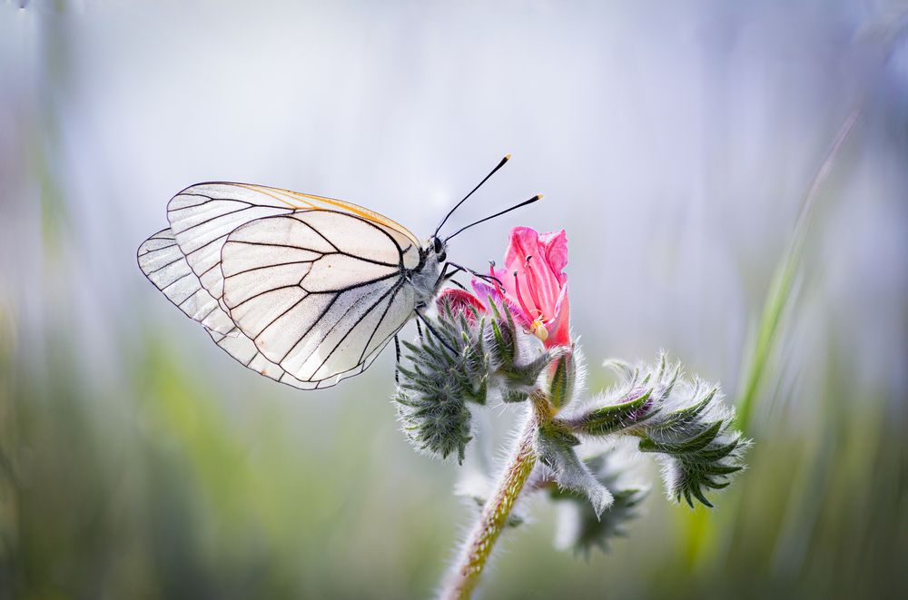 Photograph by tal molco
