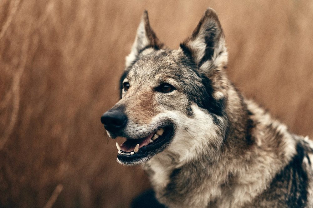 Photograph by Юлия Мальнева