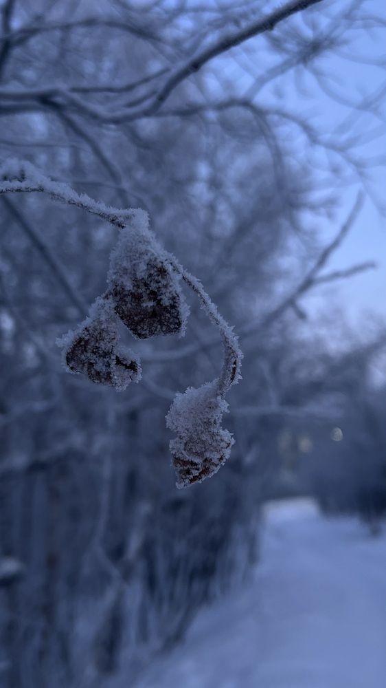 Photograph by Галина Скребей