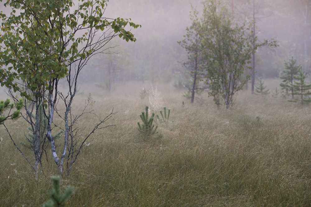 Photograph by Анна Стрелковская