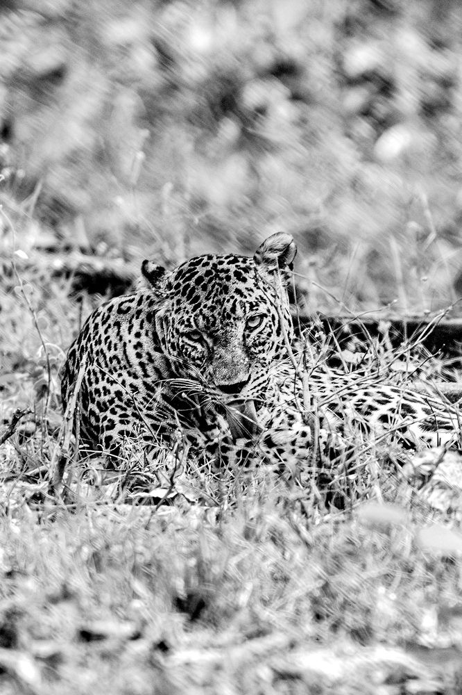 Photograph by Suyash Tilak