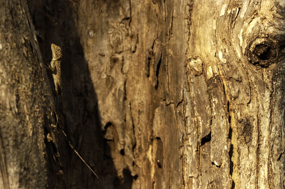 Photograph by Suyash Tilak