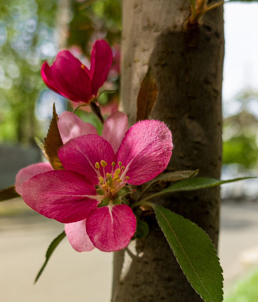 Фотография автора Дмитрий Коноплев