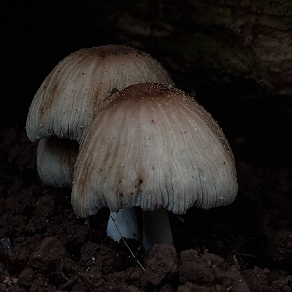 mushrooms