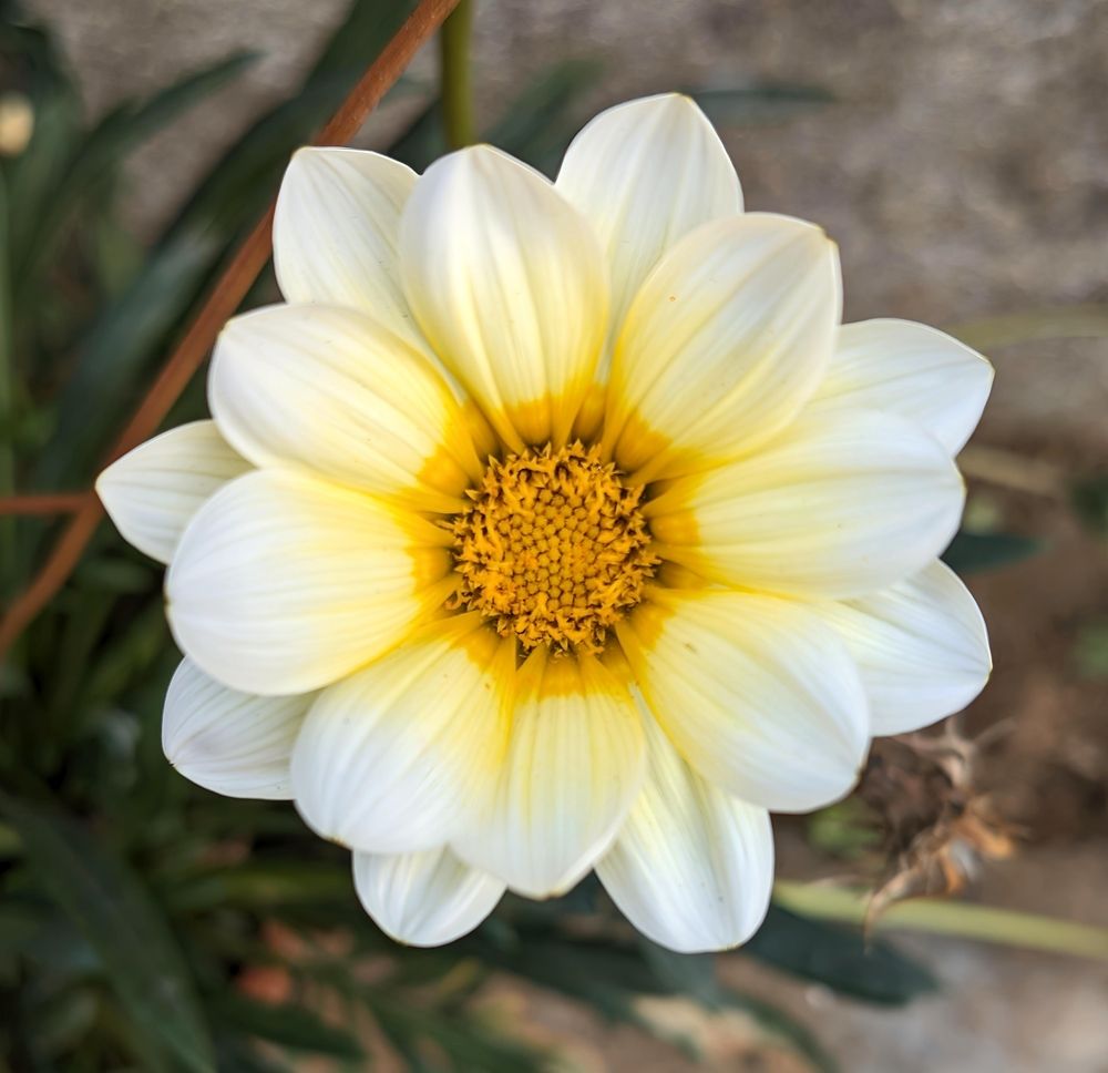 Nature’s Poetry in Petals