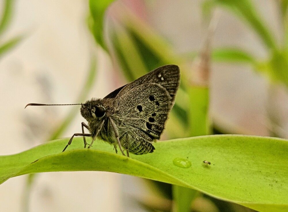 Photograph by Tina Gogoi
