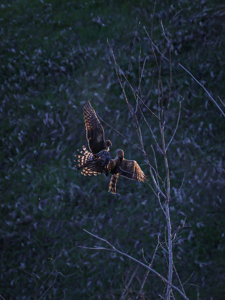 Photograph by Игорь Толкачев