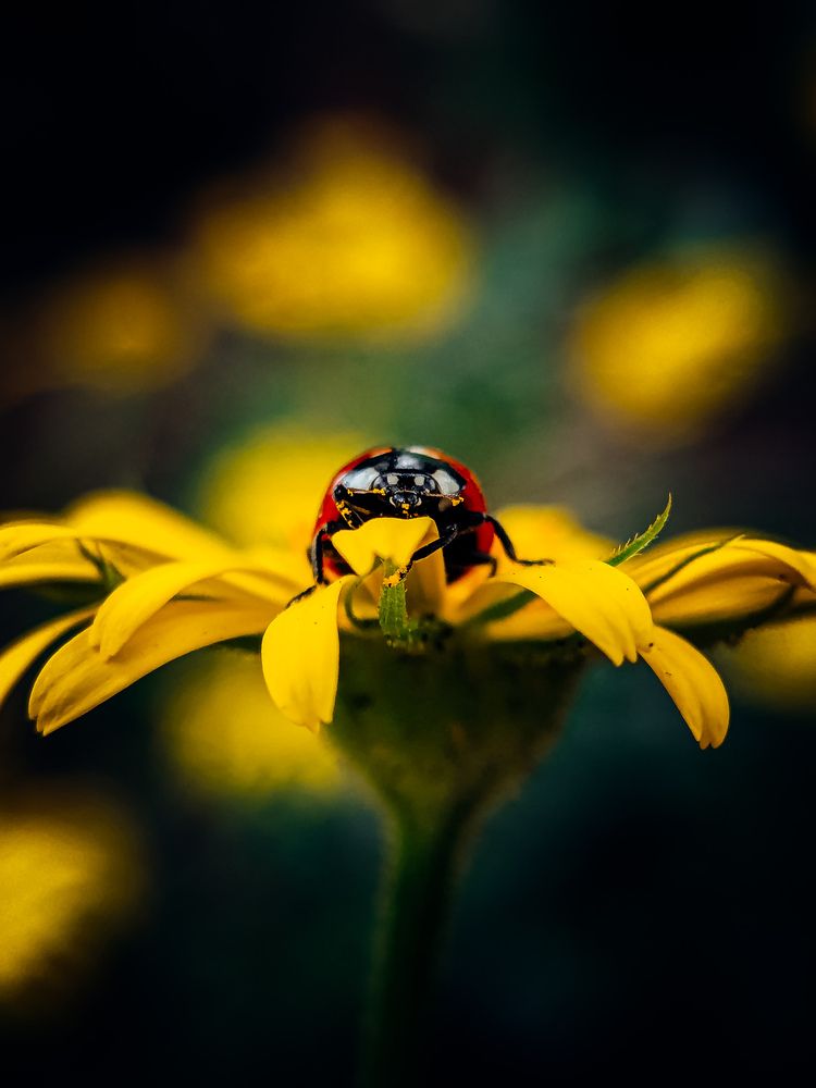 Фотография автора Margarita Naumczyk