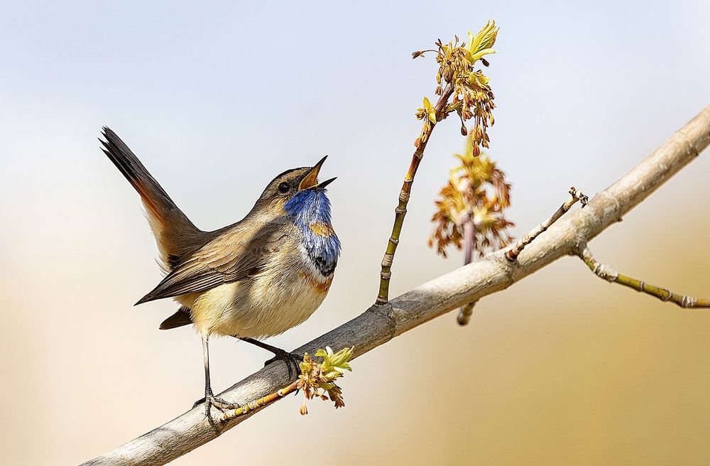 Весенняя песня варакушки
