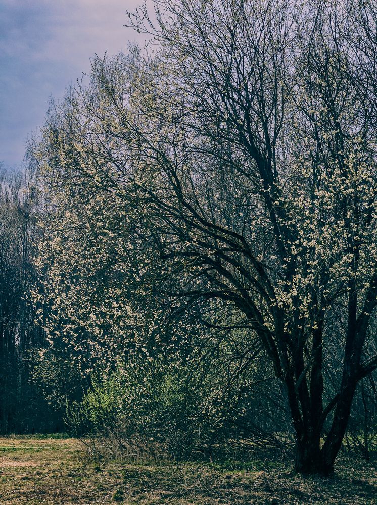 Photograph by Vol-de-M
