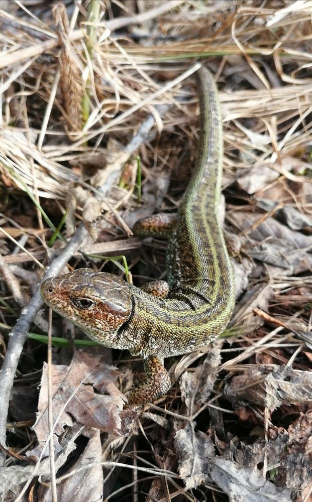 Прыткая ящерица