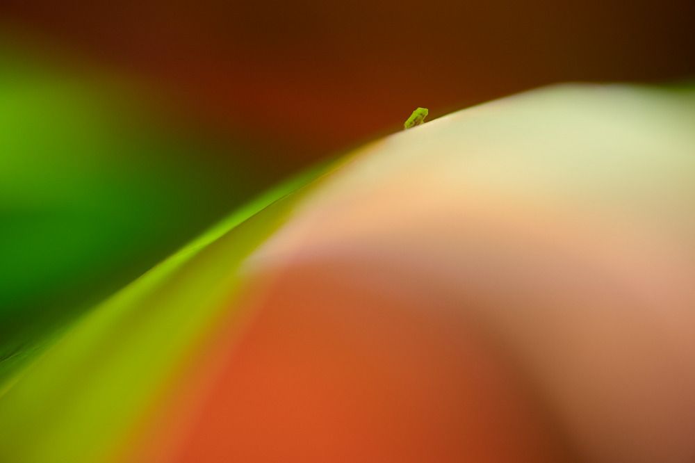 Photograph by Prometej