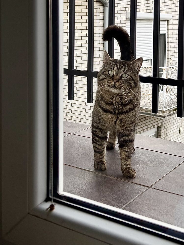 Уличный кот Тэдди, одомашненный